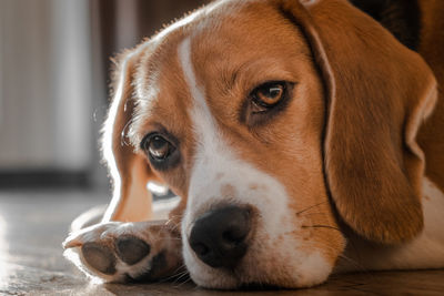 Close-up portrait of a dog