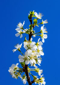 Close-up of cherry blossoms against clear blue sky