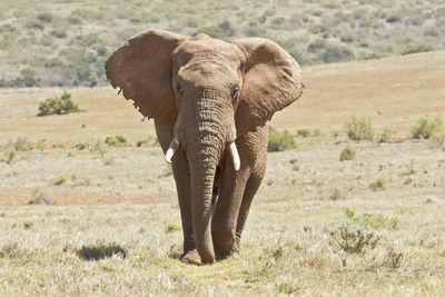 Front view of elephant walking on grass