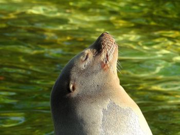 Close-up of sea lion