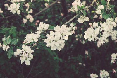 Close-up of white flowering plant