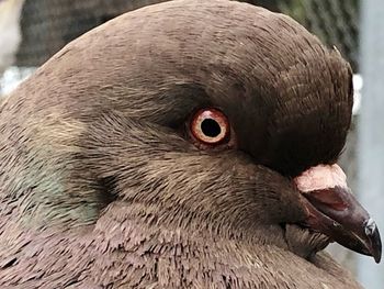 Close-up of a bird