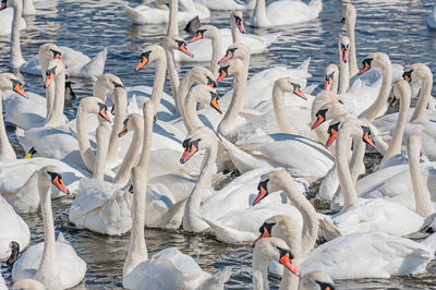 High angle view of swans swimming in lake