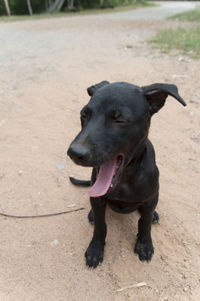 Close-up of a dog