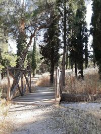 Footpath amidst trees in forest