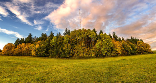 Trees on field against sky