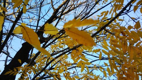 Low angle view of yellow flower tree