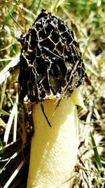 Close-up of caterpillar in nest