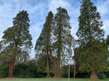 Low angle view of trees in forest against sky