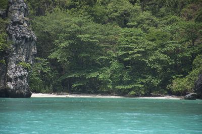 Scenic view of sea against trees