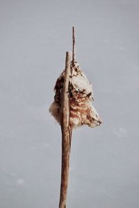 Close-up of dry leaf on tree against sky