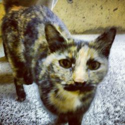 Close-up portrait of cat