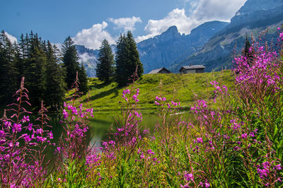 Purple flowering plants on field against mountains