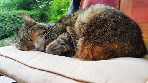 Close-up of a sleeping cat