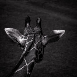 Close-up of giraffe