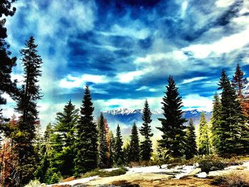 Pine trees in forest against sky during winter