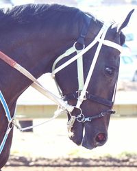 Close-up of horse on field against sky