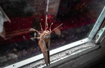 Close-up of spider on glass window