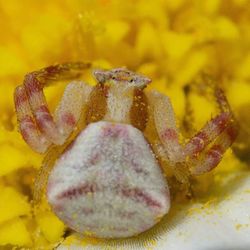 Close-up of yellow flowers
