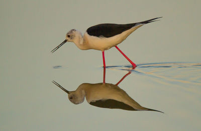 Close-up of bird perching on water