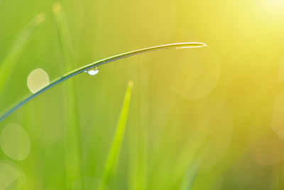 Close-up of water drops on grass