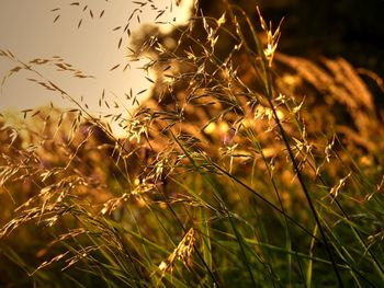 Close-up of grass growing in field