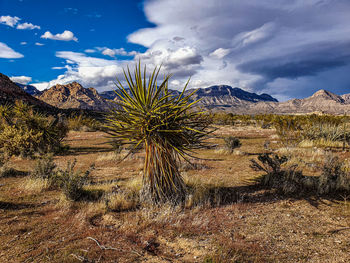 Plants growing on land against sky