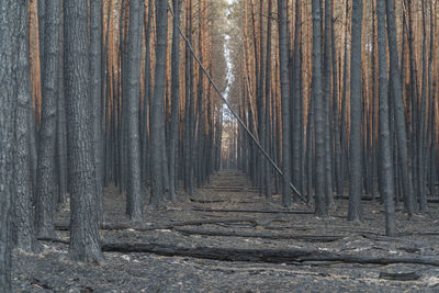 Full frame shot of trees in forest