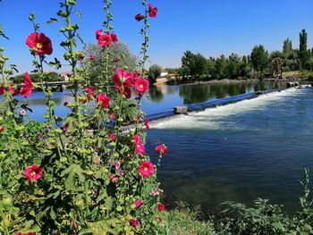 Red flowering plants by lake against sky