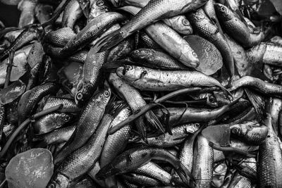 Full frame shot of fish for sale in market