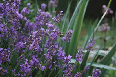 Close-up of purple flowering plants on field