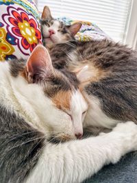 Close-up of cats sleeping on pillows