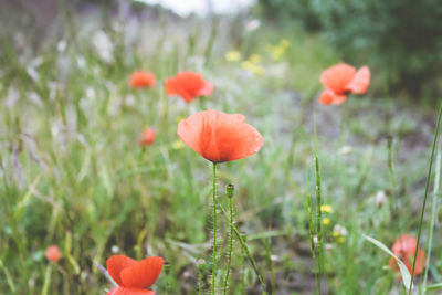Close-up of red poppy flowers growing on field