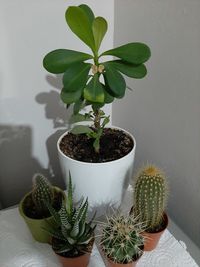 Close-up of succulent plant in pot