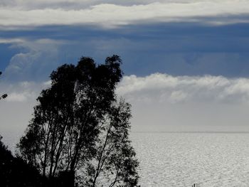 Silhouette tree by sea against sky