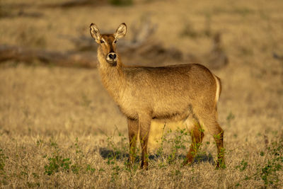 Female common waterbuck stands looking at camera
