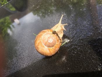 Close-up of snail