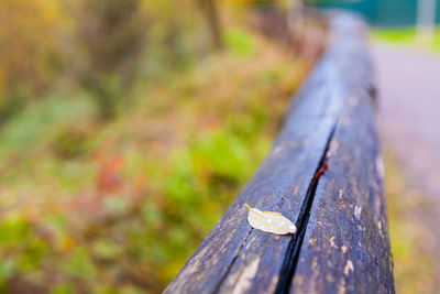 A leaf on a wood fence in autumn colors