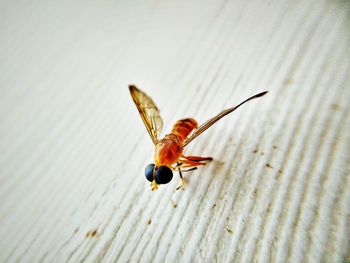 Close-up of insect