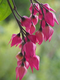 Close-up of pink flowering plant