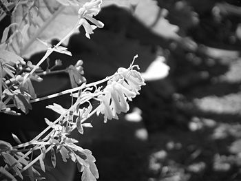 Close-up of plant