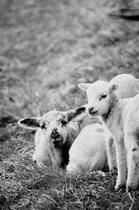 Sheep grazing on field