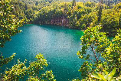 Scenic view of lake in forest