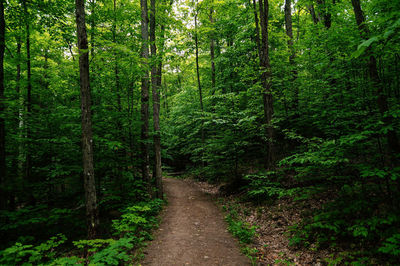 Walkway amidst trees in forest