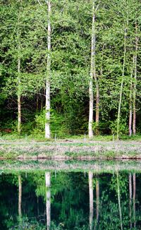 Scenic view of lake in forest