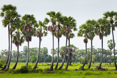 Palm trees on field against sky