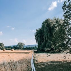 Trees on field against sky