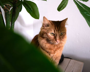 Portrait of a ginger cat sitting by plant