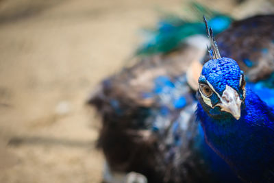 Close-up of a peacock