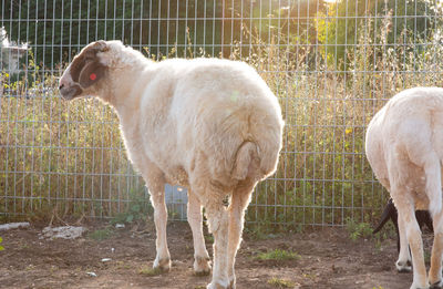 Sheep standing in a field